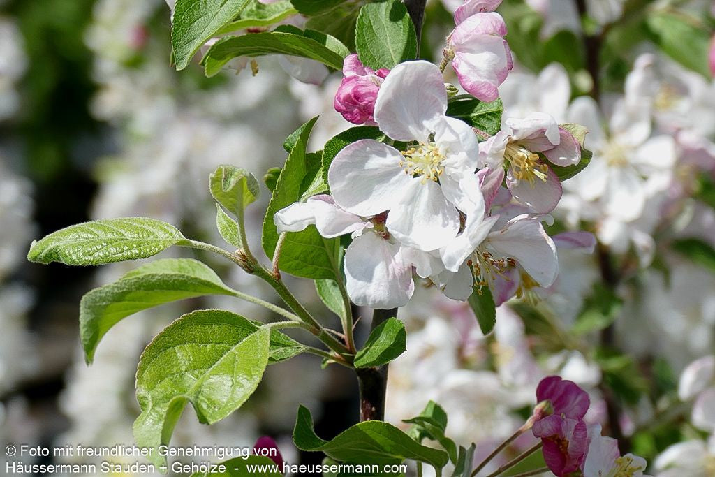 Zier-Apfel 'Evereste' (Malus x cult.)
