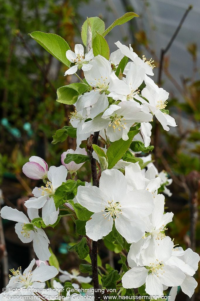 Zier-Apfel 'Evereste' (Malus x cult.)