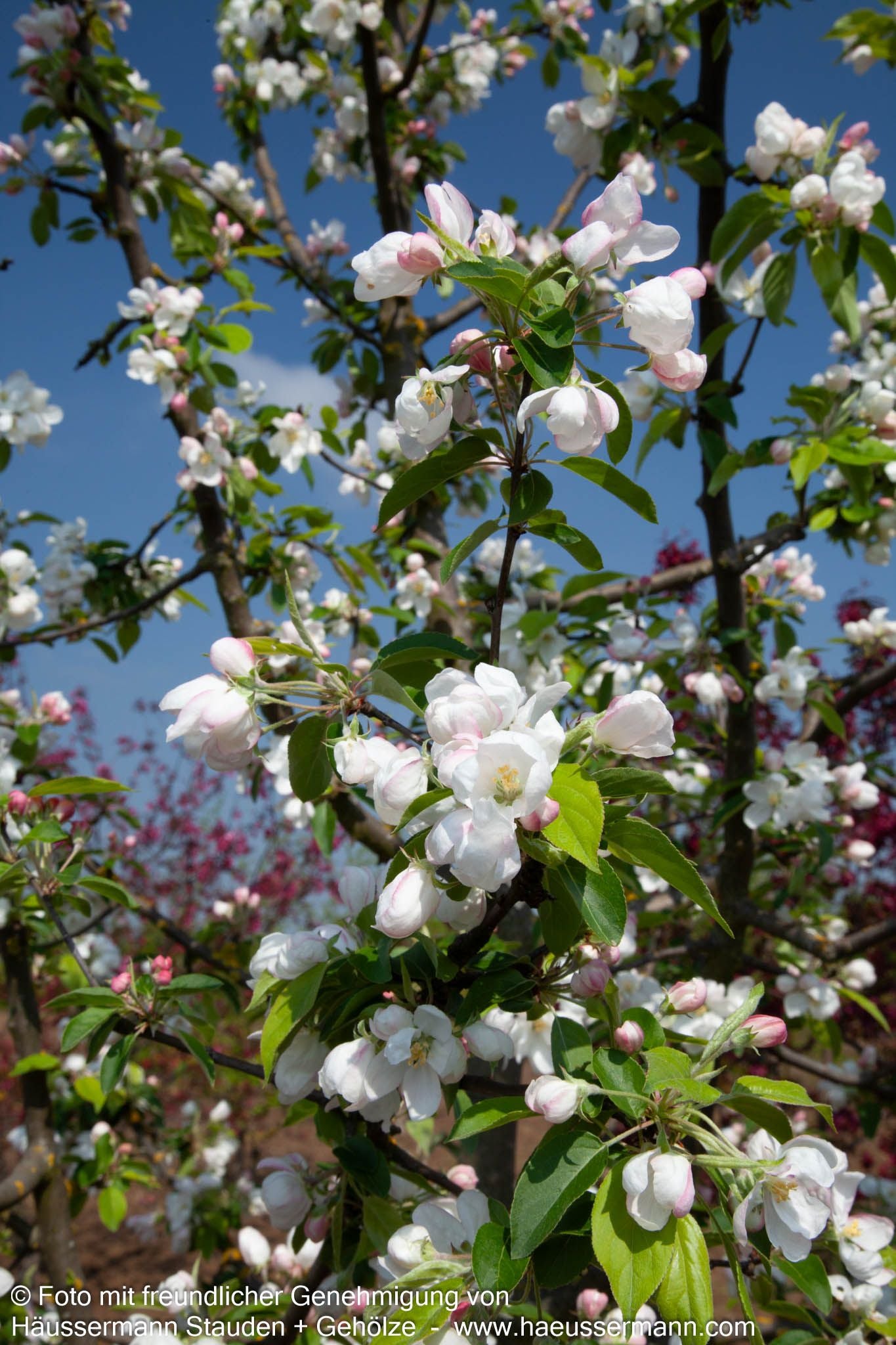 Zier-Apfel 'Evereste' (Malus x cult.)