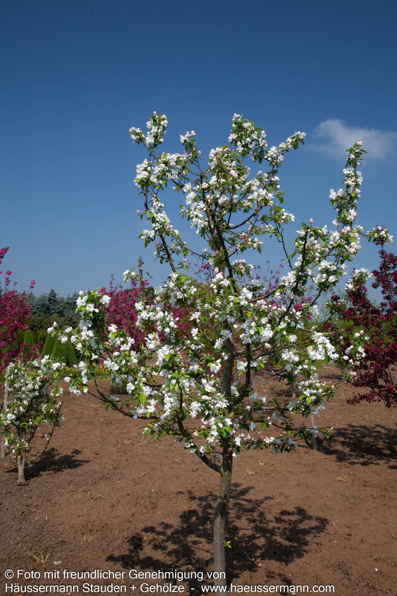 Zier-Apfel 'Evereste' (Malus x cult.)