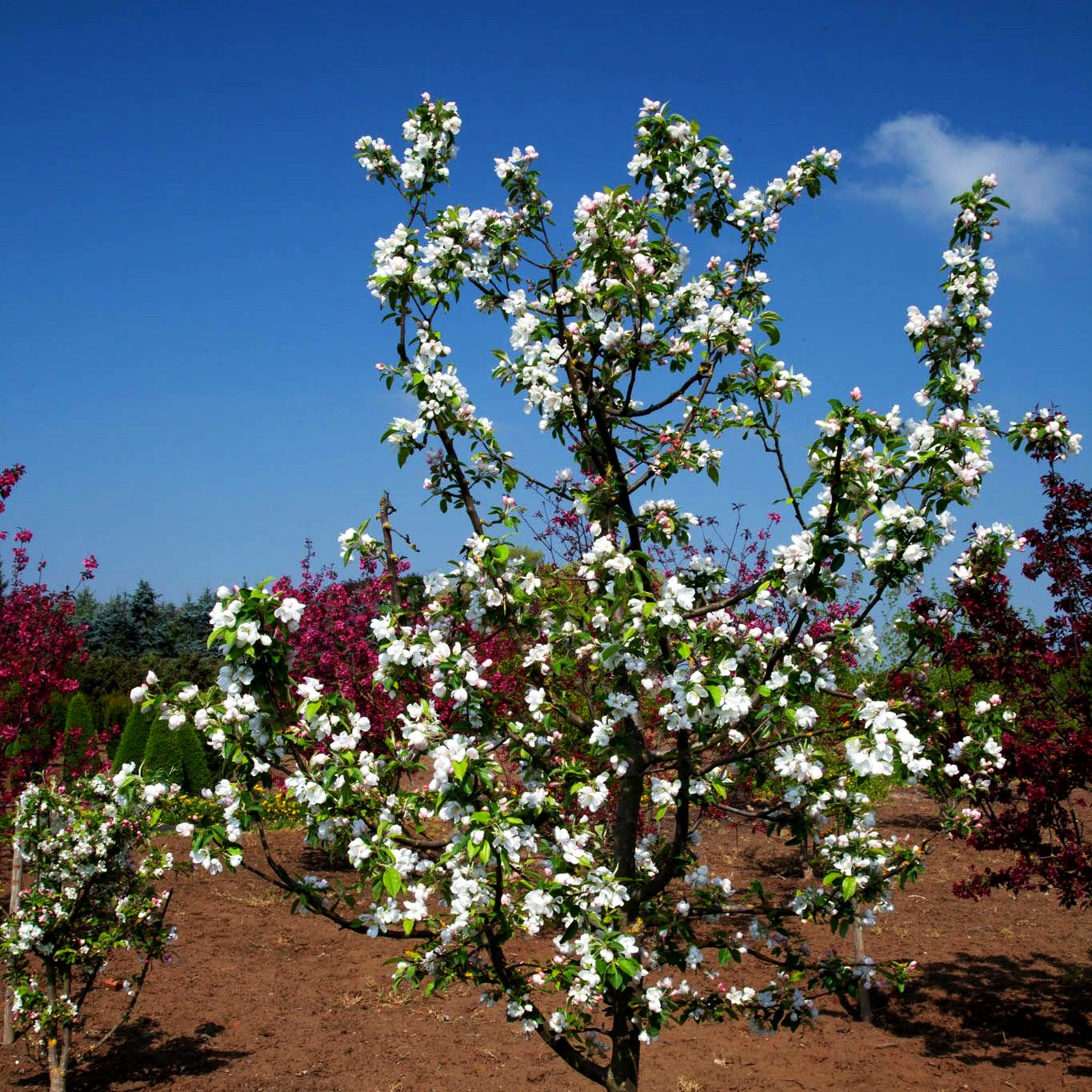 Zier-Apfel 'Evereste' (Malus x cult.)