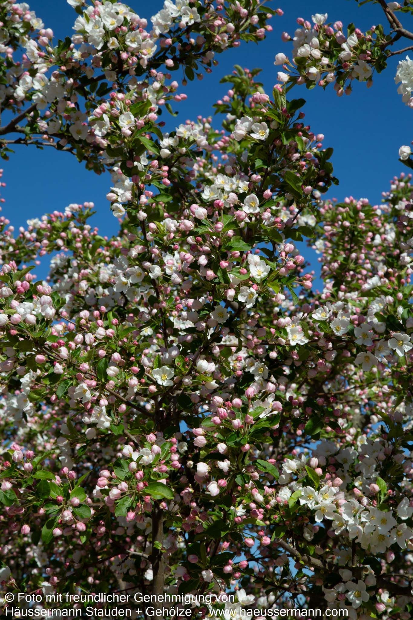 Zier-Apfel 'Evereste' (Malus x cult.)