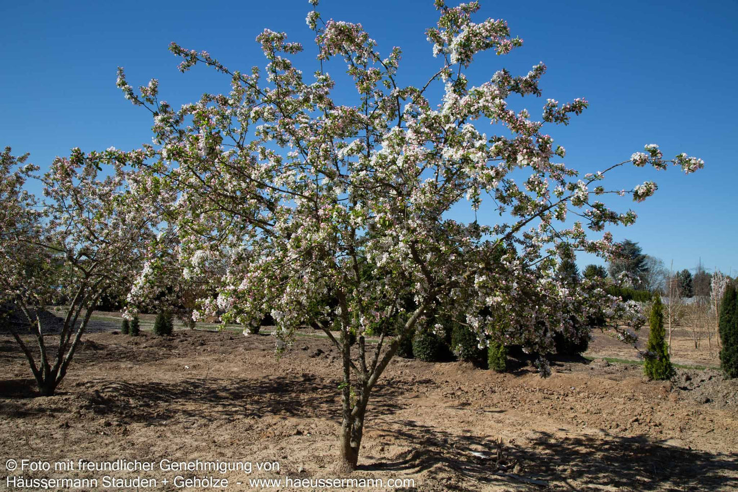 Zier-Apfel 'Evereste' (Malus x cult.)