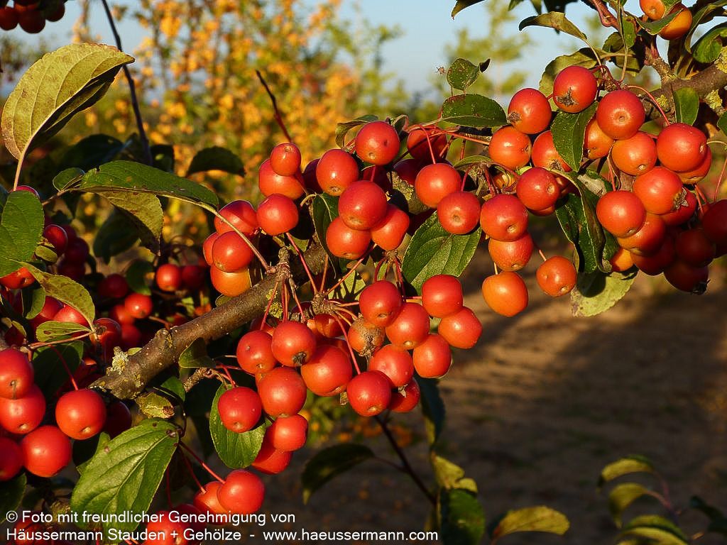 Zier-Apfel 'Evereste' (Malus x cult.)