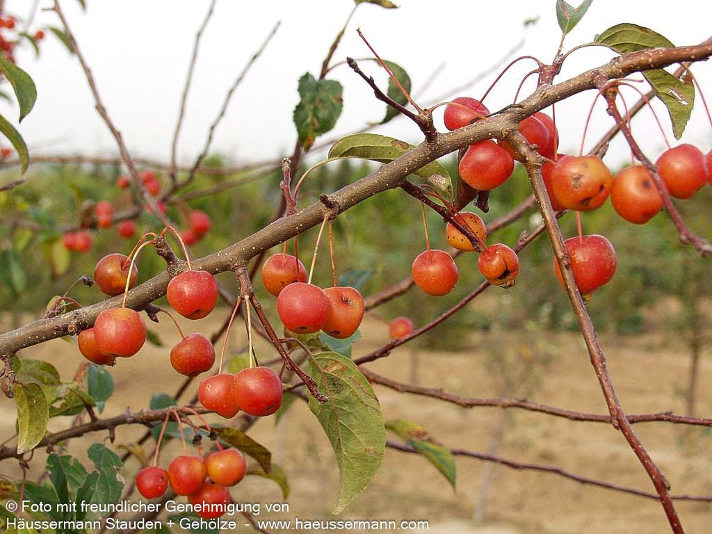 Zier-Apfel 'Evereste' (Malus x cult.)