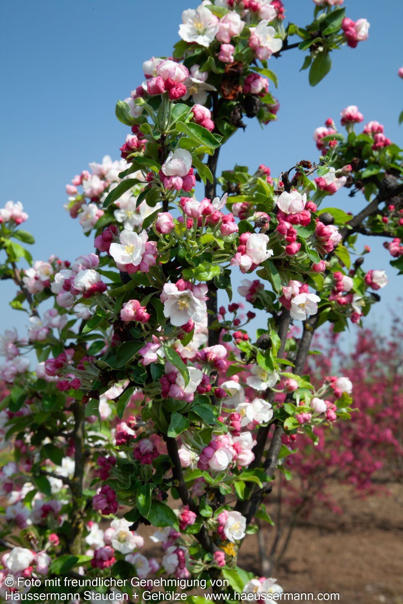 Zier-Apfel 'Golden Hornet' (Malus x zumii)