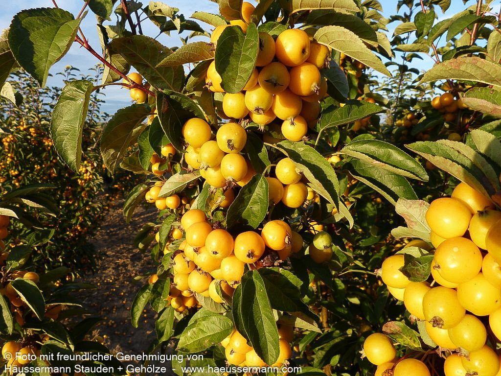 Zier-Apfel 'Golden Hornet' (Malus x zumii)