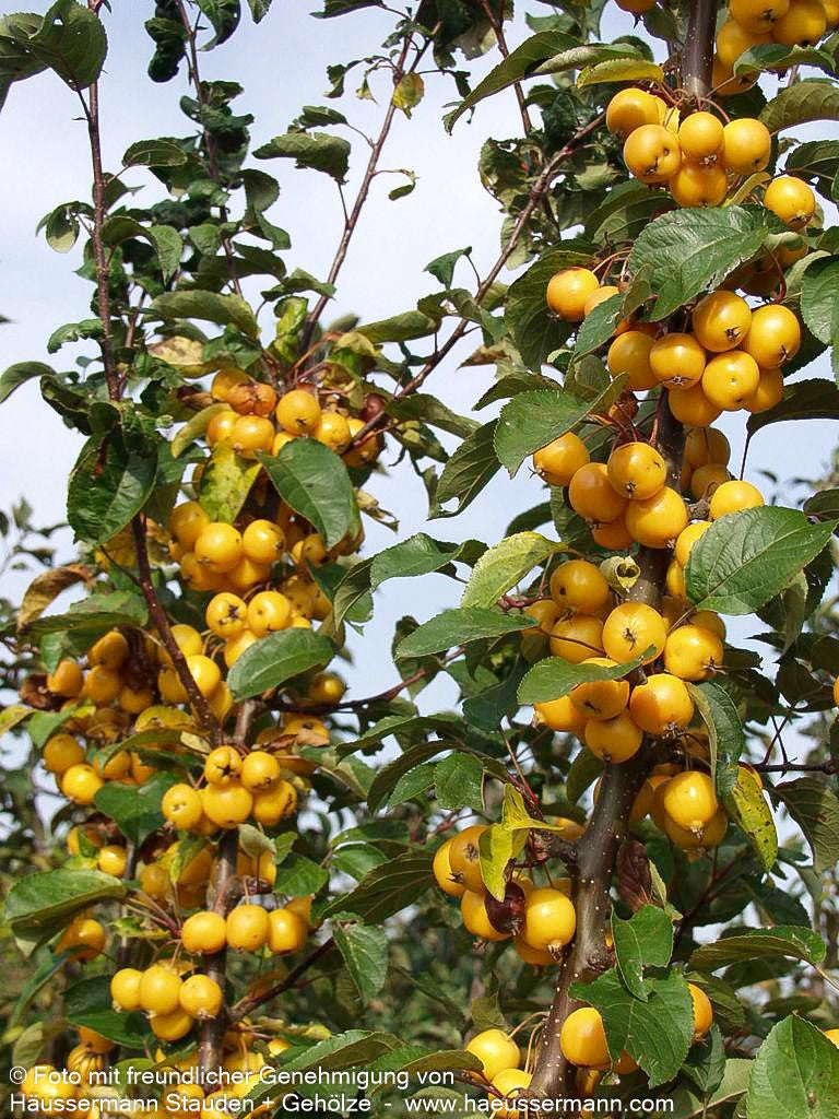 Zier-Apfel 'Golden Hornet' (Malus x zumii)
