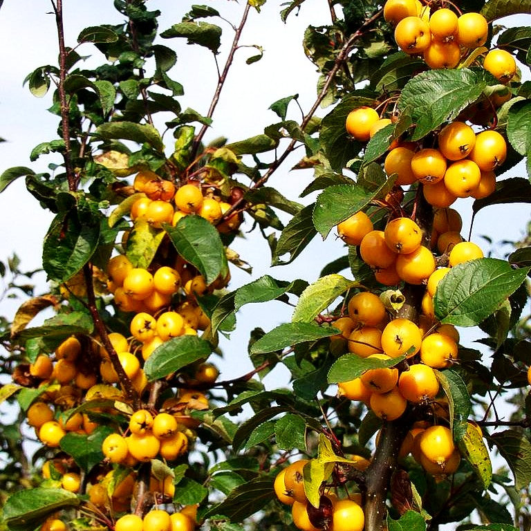 Zier-Apfel 'Golden Hornet' (Malus x zumii)