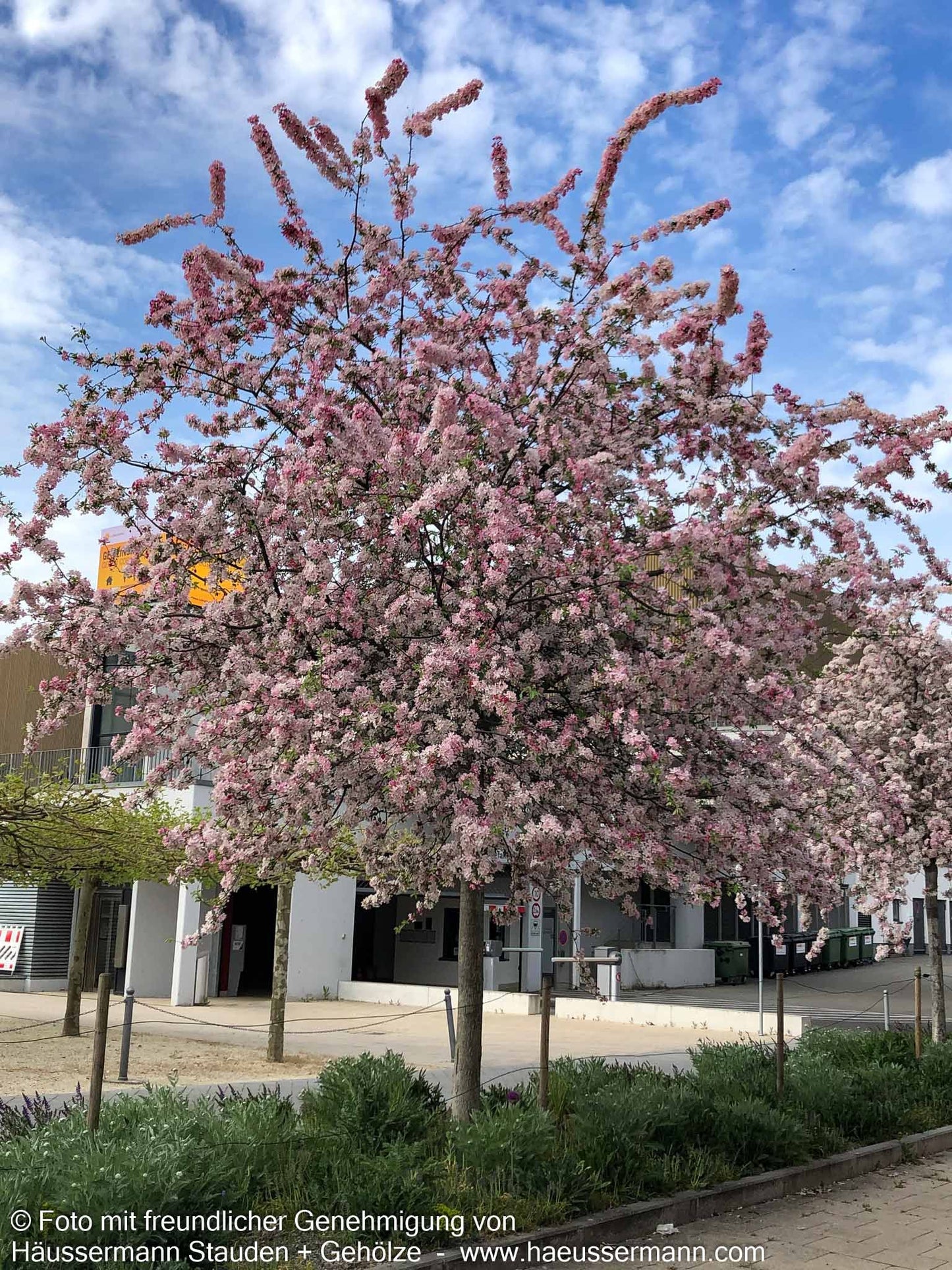 Zier-Apfel 'Hillieri' (Malus x scheideckeri)