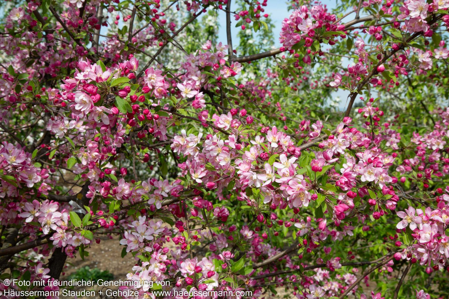 Zier-Apfel 'Hillieri' (Malus x scheideckeri)