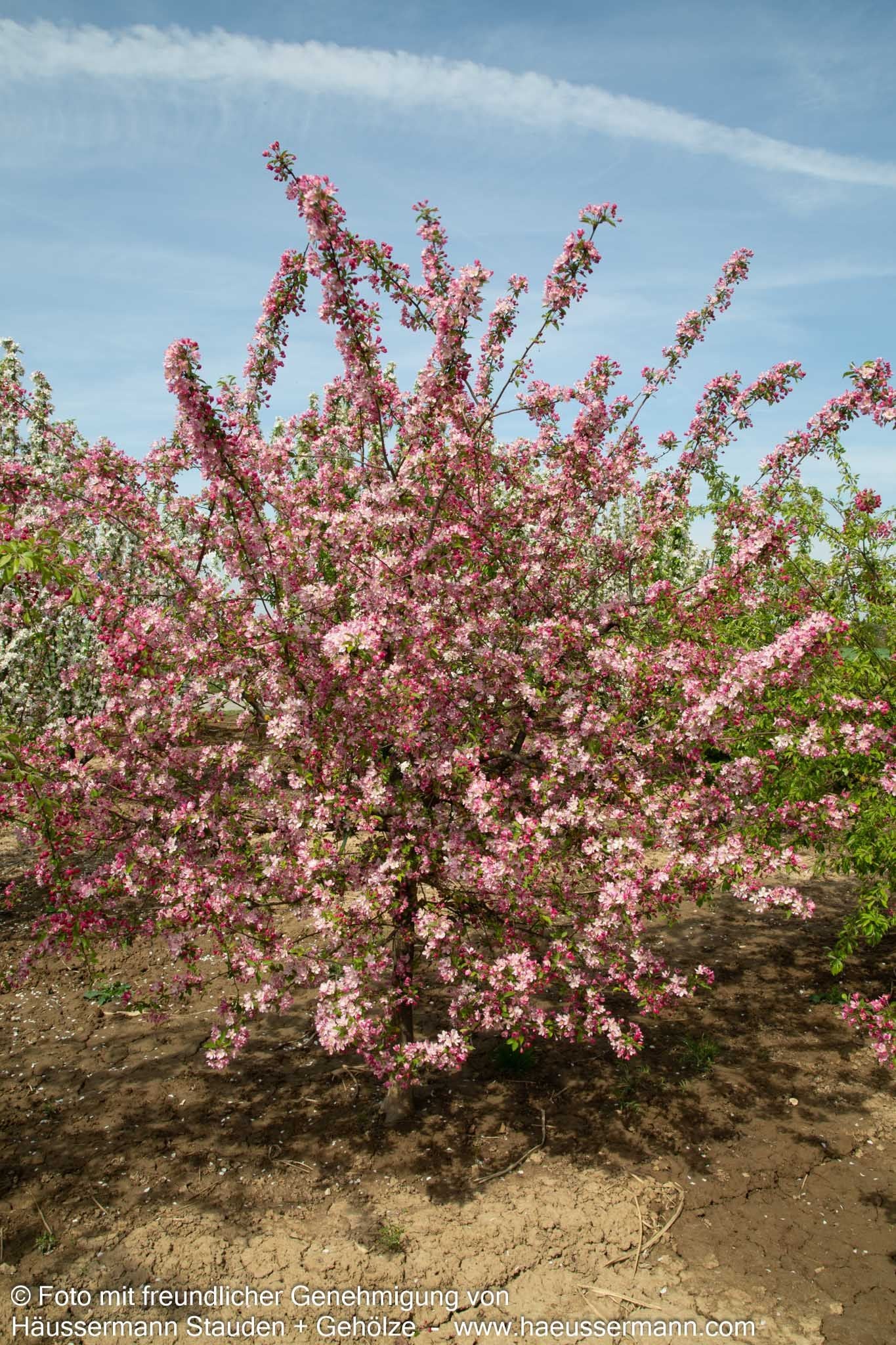 Zier-Apfel 'Hillieri' (Malus x scheideckeri)