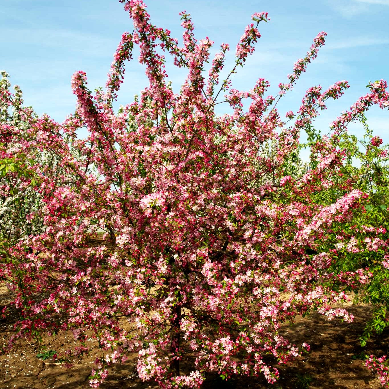 Zier-Apfel 'Hillieri' (Malus x scheideckeri)