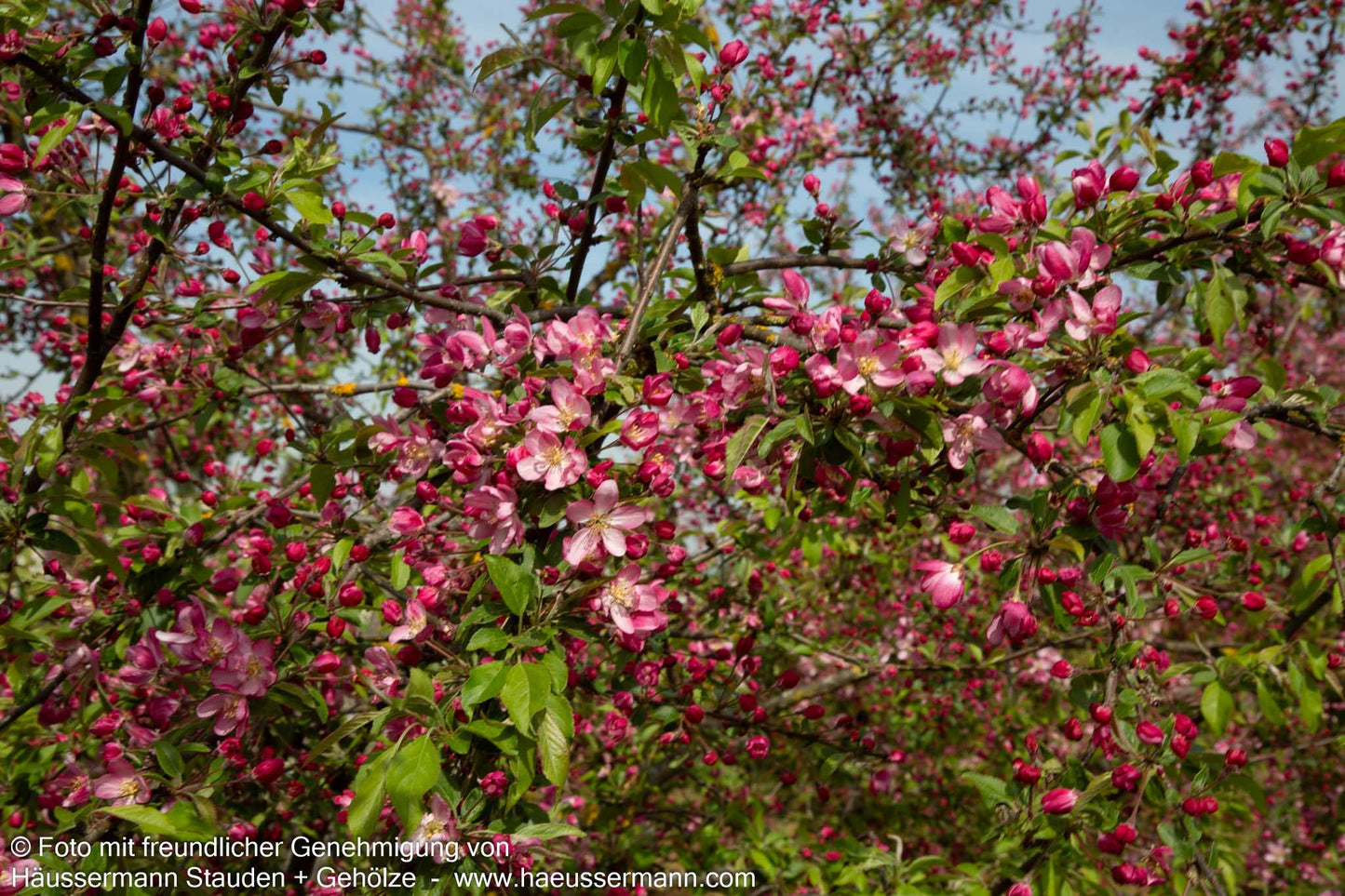 Zier-Apfel 'Hillieri' (Malus x scheideckeri)