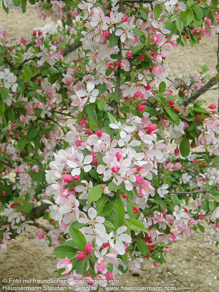 Zier-Apfel 'Hillieri' (Malus x scheideckeri)