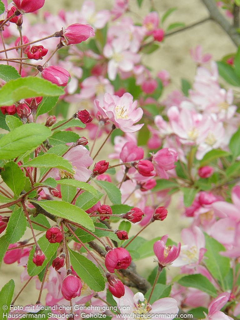 Zier-Apfel 'Hillieri' (Malus x scheideckeri)
