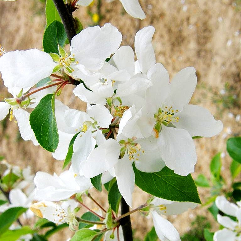 Zier-Apfel 'John Downie' (Malus x cult.)