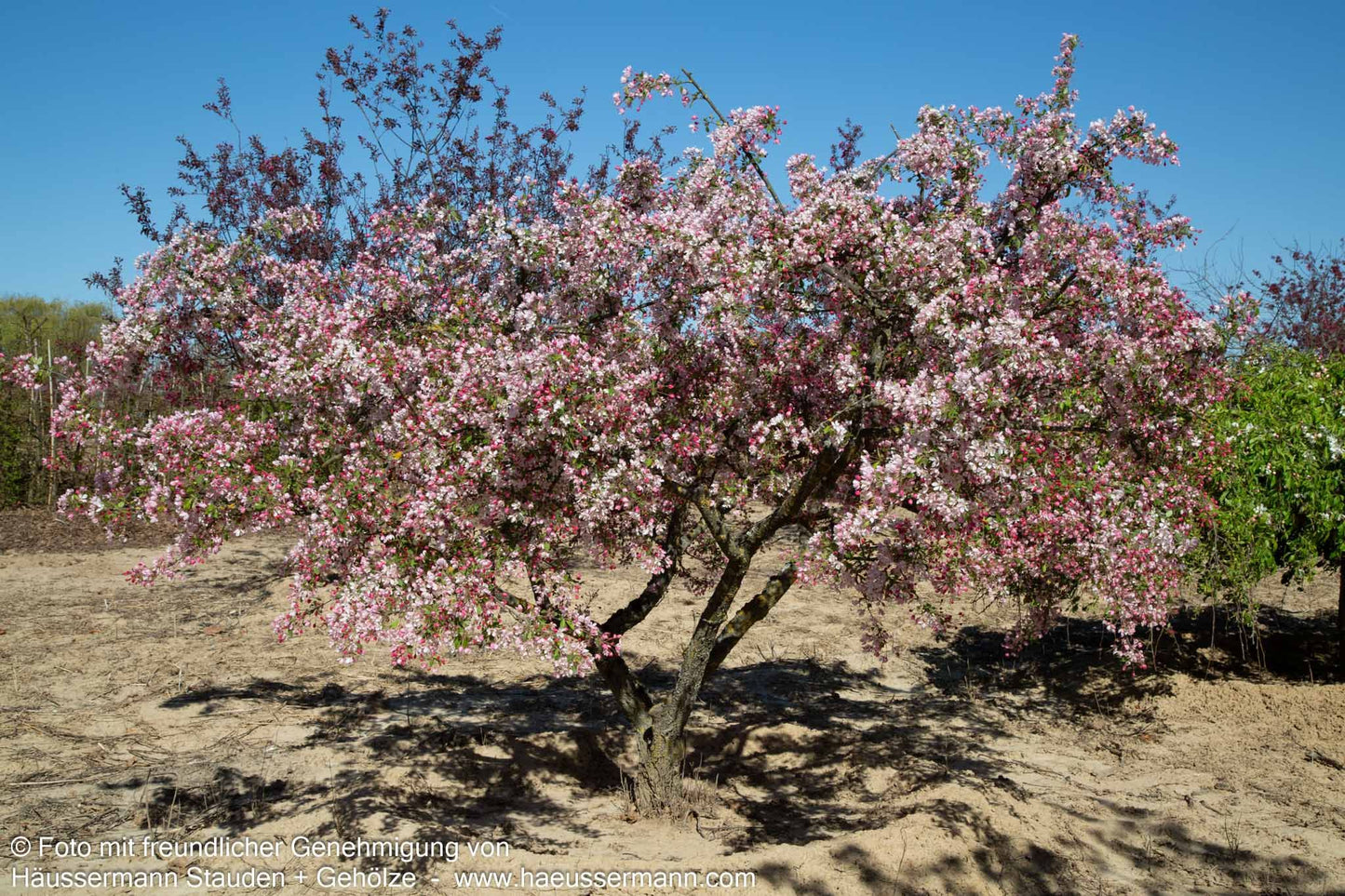 Zier-Apfel (Malus floribunda)