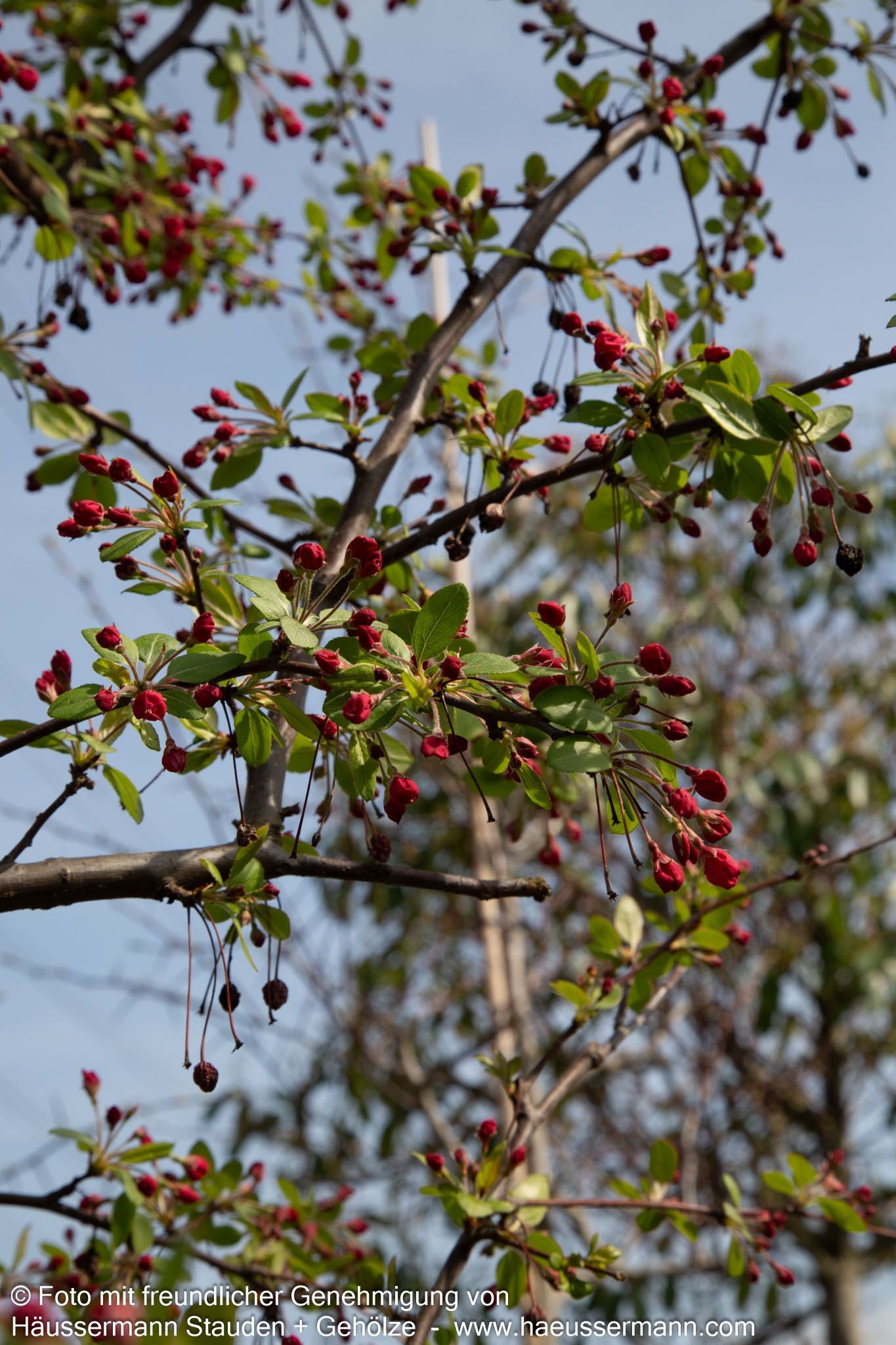 Zier-Apfel (Malus floribunda)