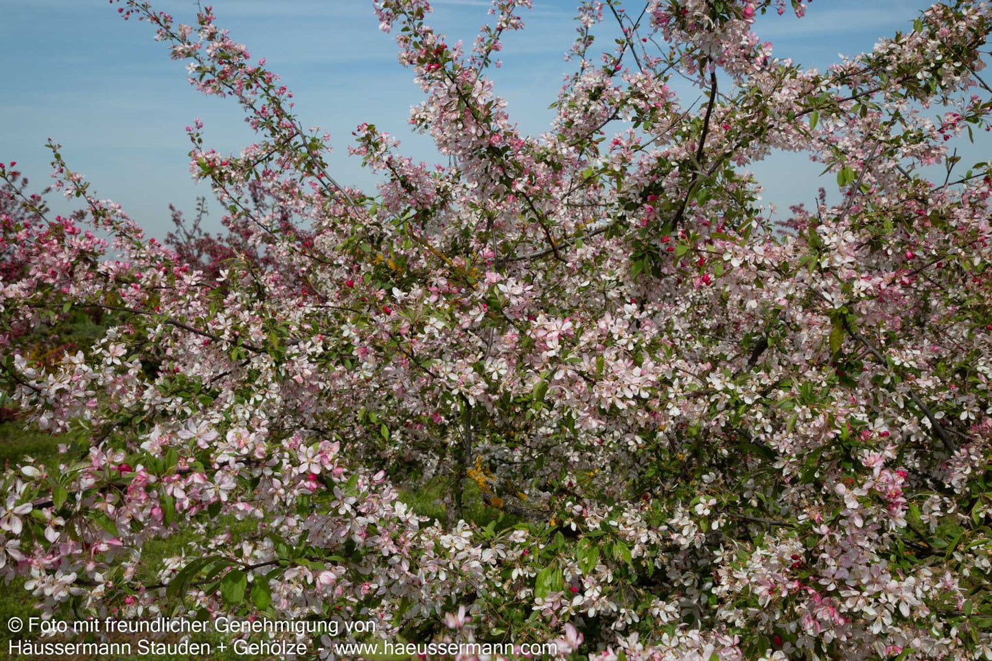 Zier-Apfel (Malus floribunda)