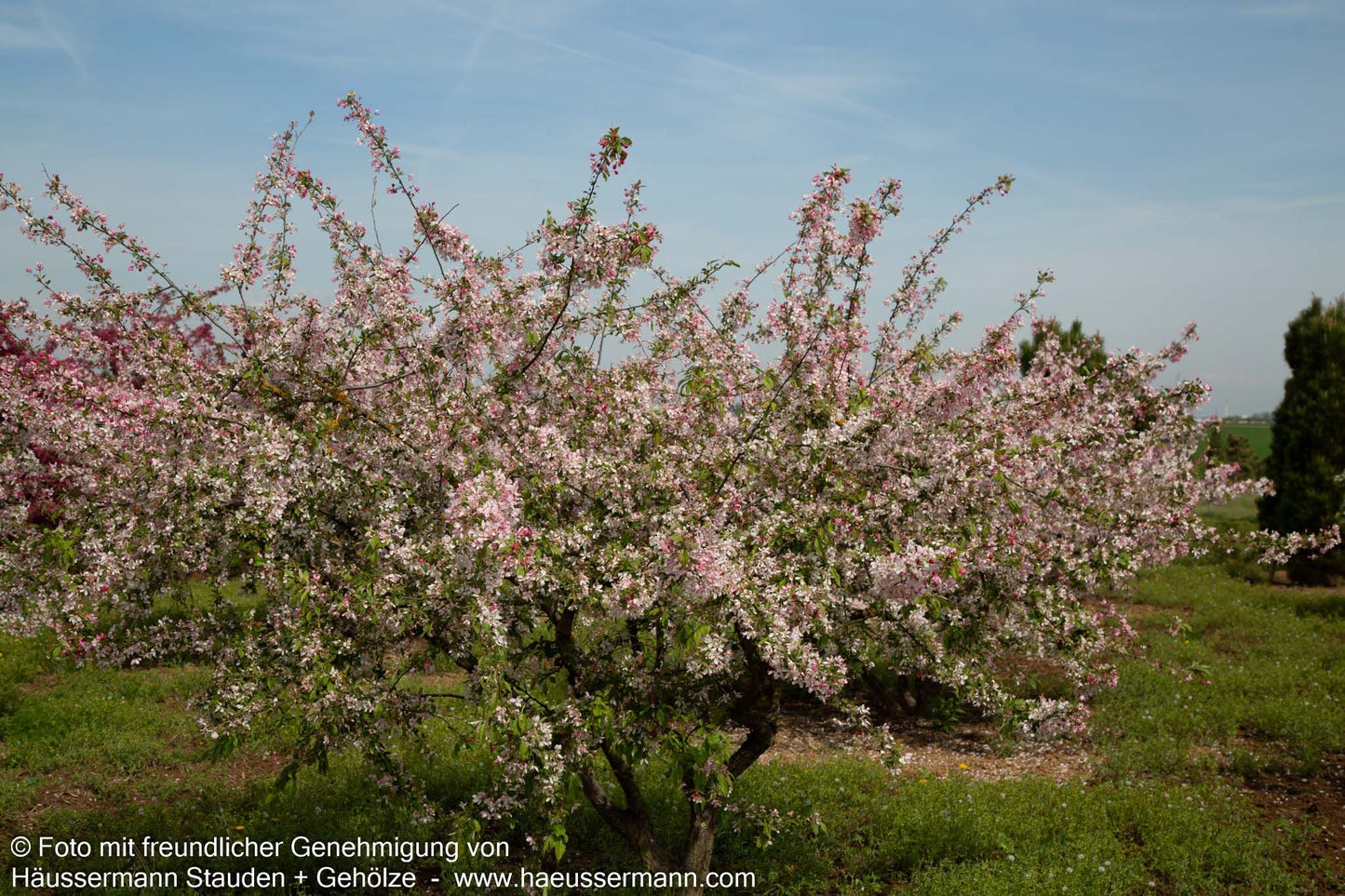 Zier-Apfel (Malus floribunda)