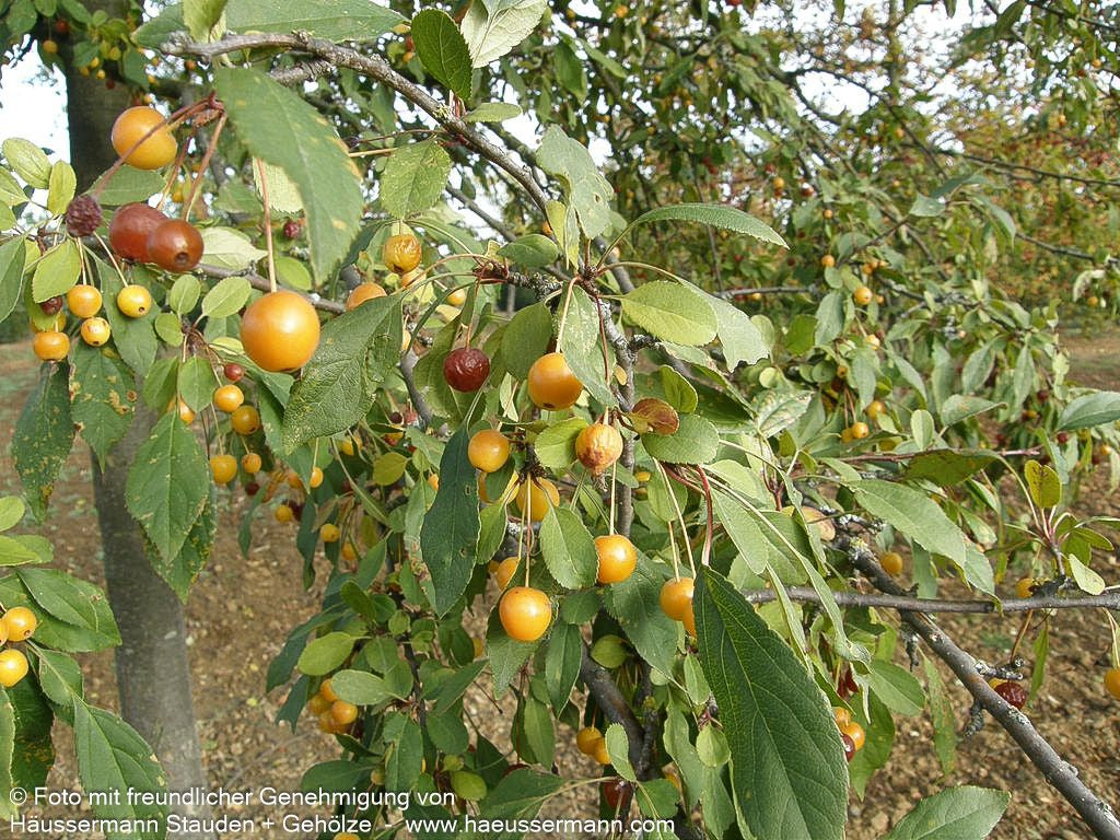 Zier-Apfel (Malus floribunda)