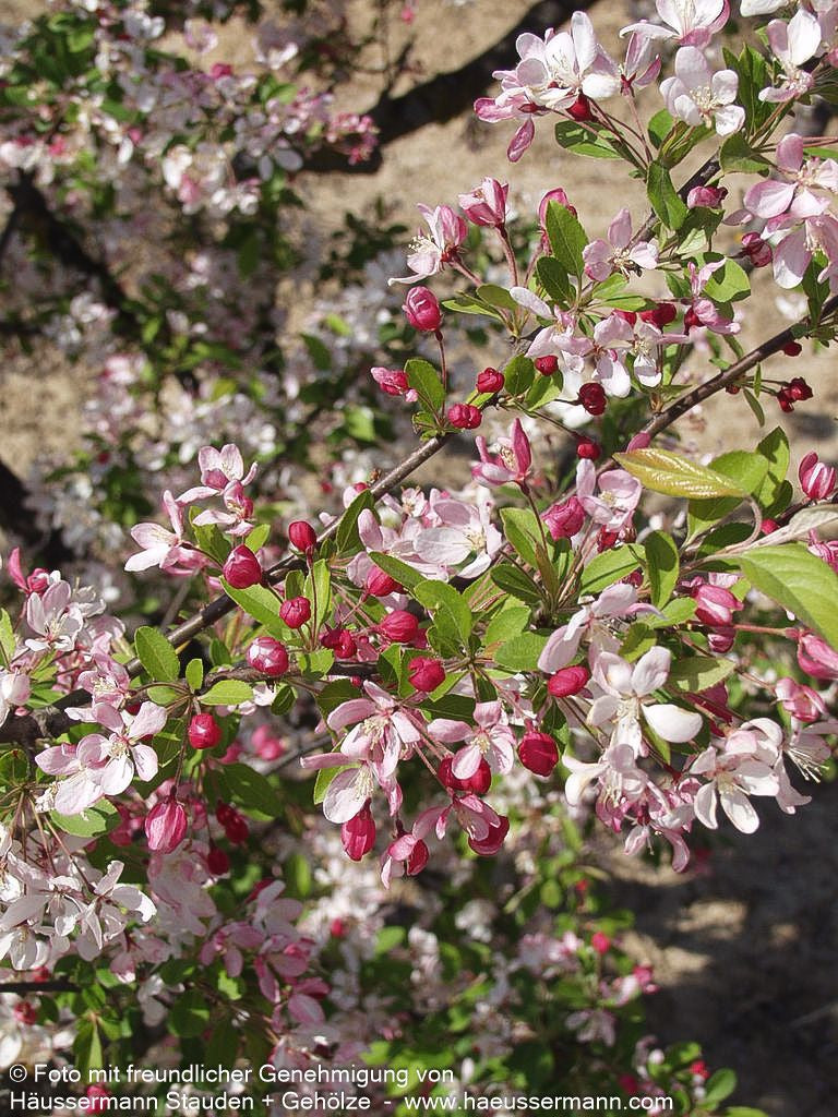 Zier-Apfel (Malus floribunda)