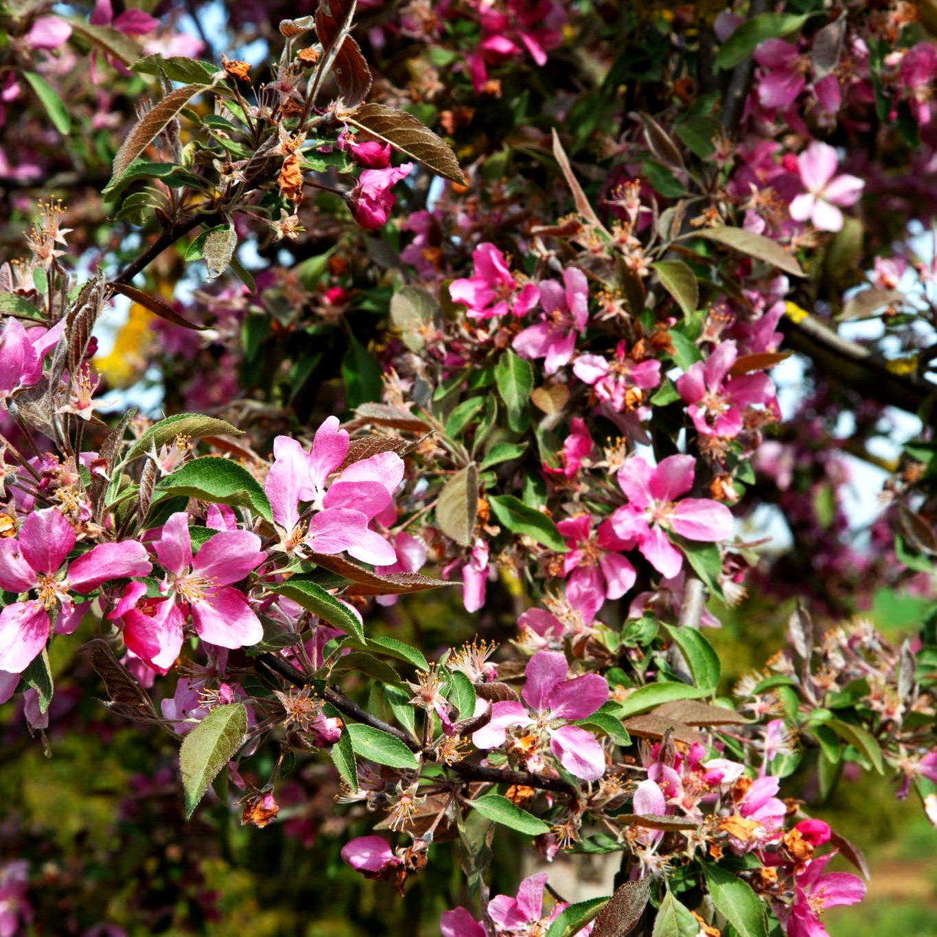 Zier-Apfel 'Neville Copeman' (Malus x cult.)
