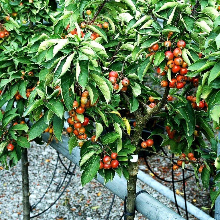 Zier-Apfel 'Pomzai' (Malus x cult.)
