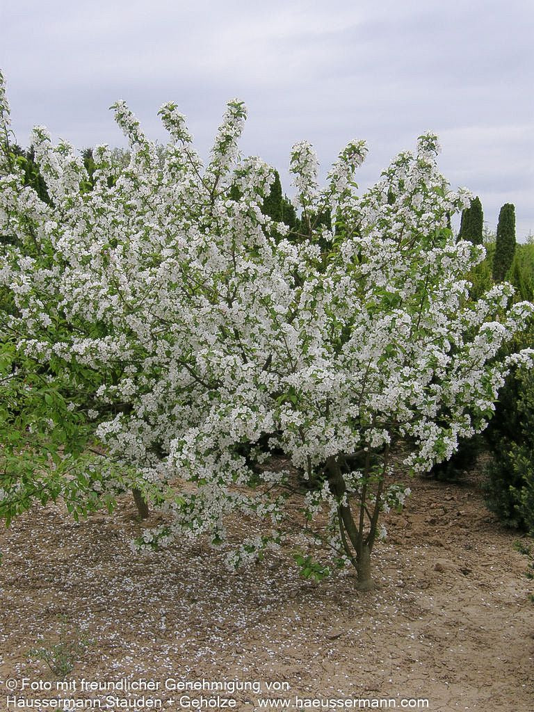 Zier-Apfel 'Red Sentinel' (Malus x robusta)