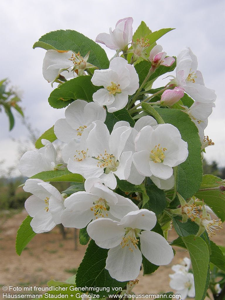 Zier-Apfel 'Red Sentinel' (Malus x robusta)