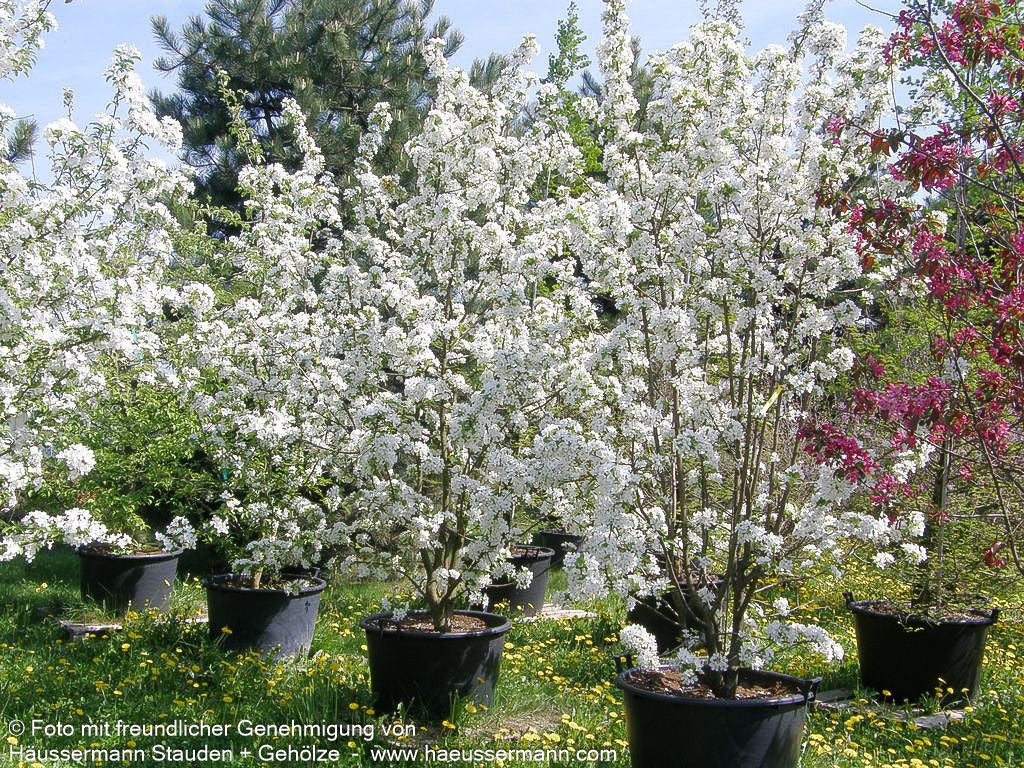 Zier-Apfel 'Red Sentinel' (Malus x robusta)