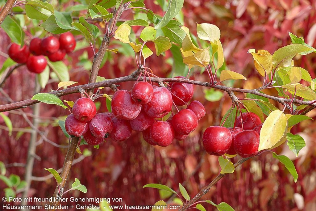 Zier-Apfel 'Red Sentinel' (Malus x robusta)