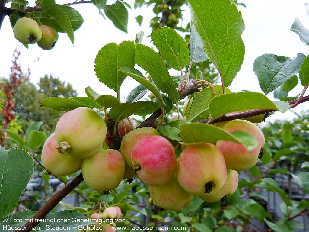 Zier-Apfel 'Red Sentinel' (Malus x robusta)