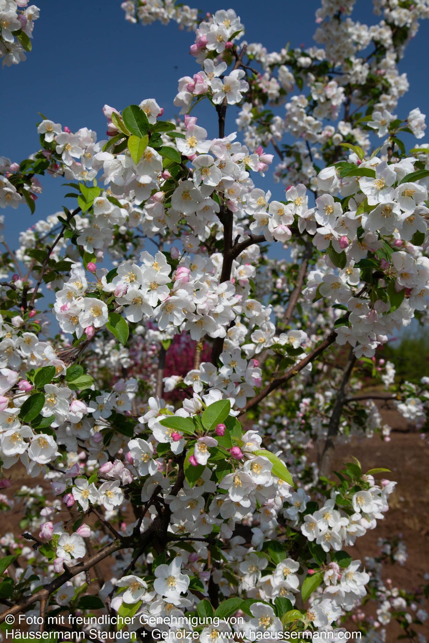 Zier-Apfel 'Red Sentinel' (Malus x robusta)