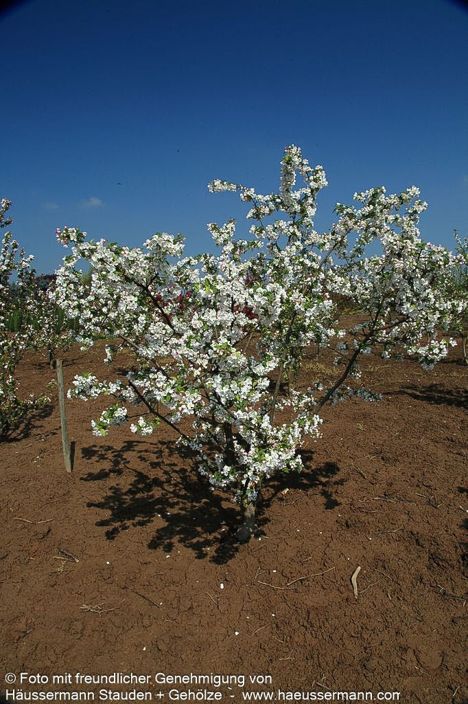 Zier-Apfel 'Red Sentinel' (Malus x robusta)