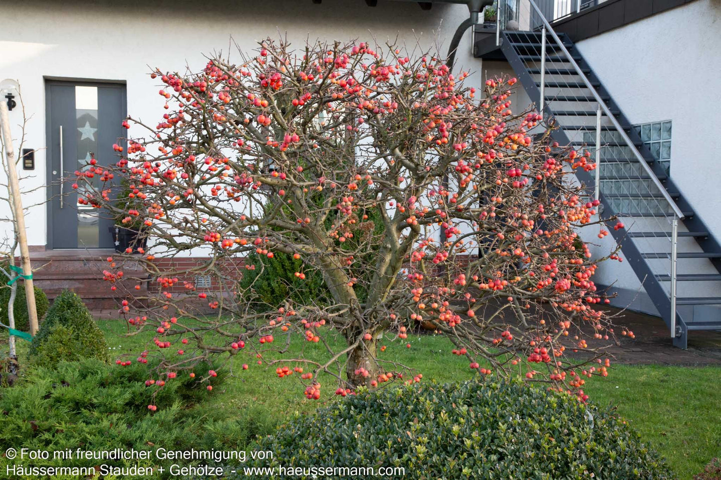 Zier-Apfel 'Red Sentinel' (Malus x robusta)