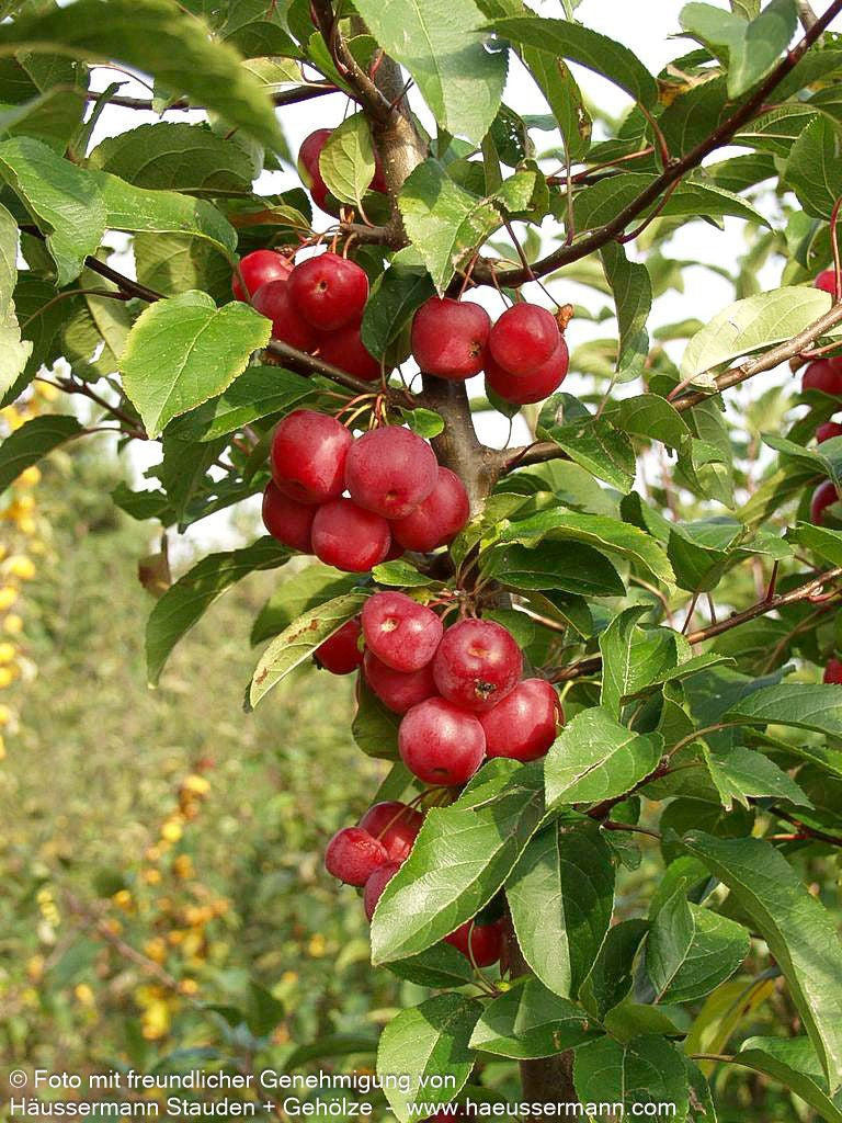 Zier-Apfel 'Red Sentinel' (Malus x robusta)