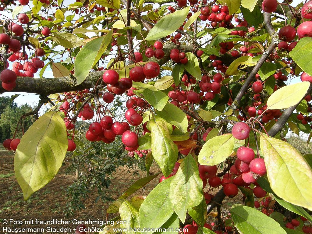 Zier-Apfel 'Red Sentinel' (Malus x robusta)