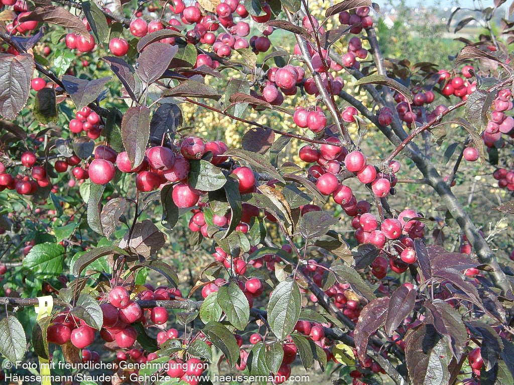 Zier-Apfel 'Red Sentinel' (Malus x robusta)