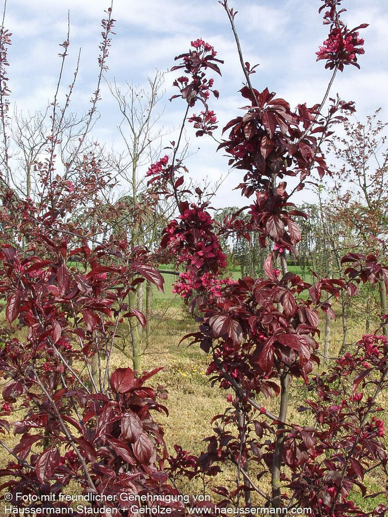 Zier-Apfel 'Royalty' (Malus x cult.)