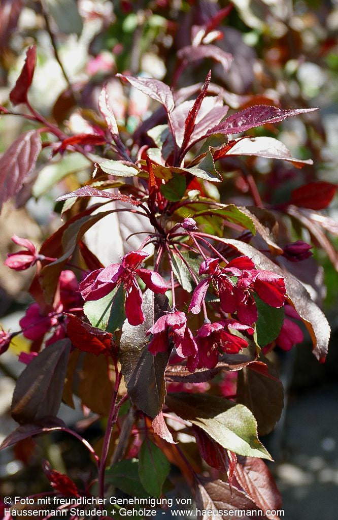 Zier-Apfel 'Royalty' (Malus x cult.)
