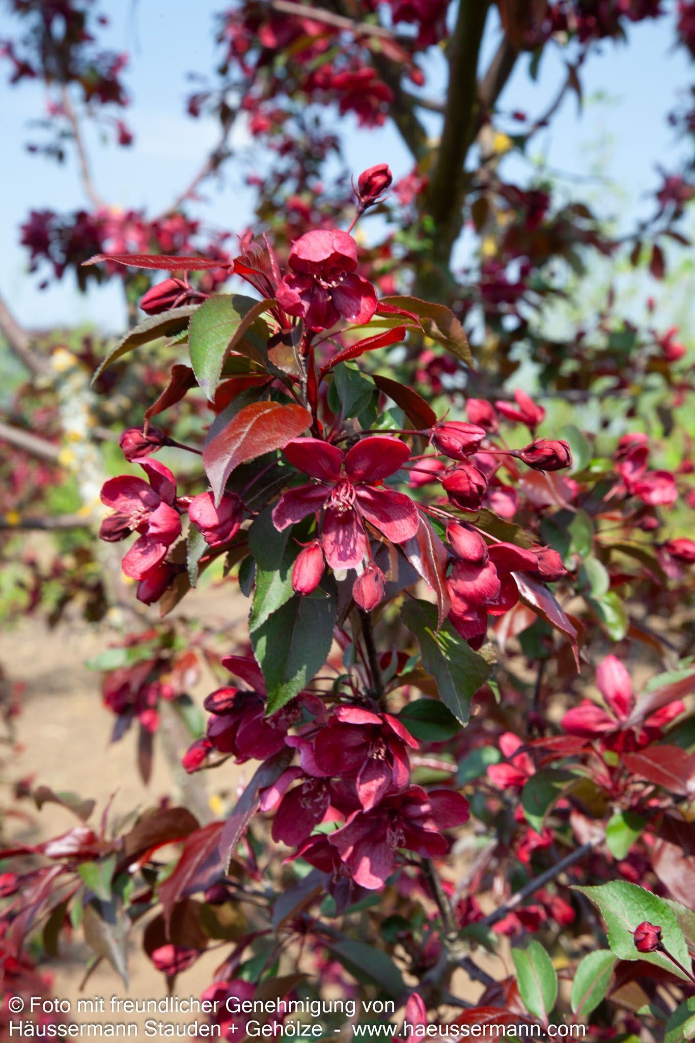 Zier-Apfel 'Royalty' (Malus x cult.)
