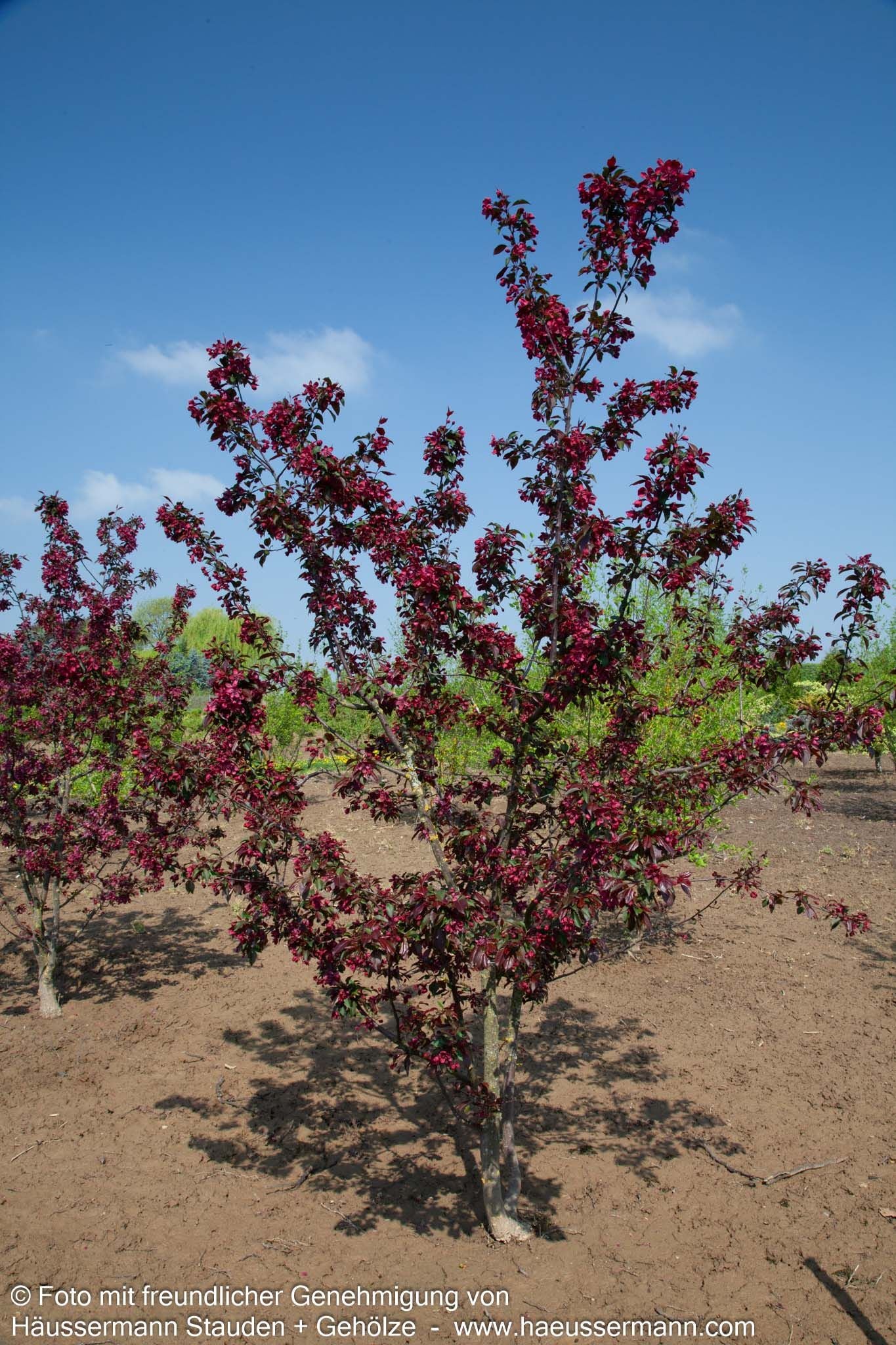 Zier-Apfel 'Royalty' (Malus x cult.)
