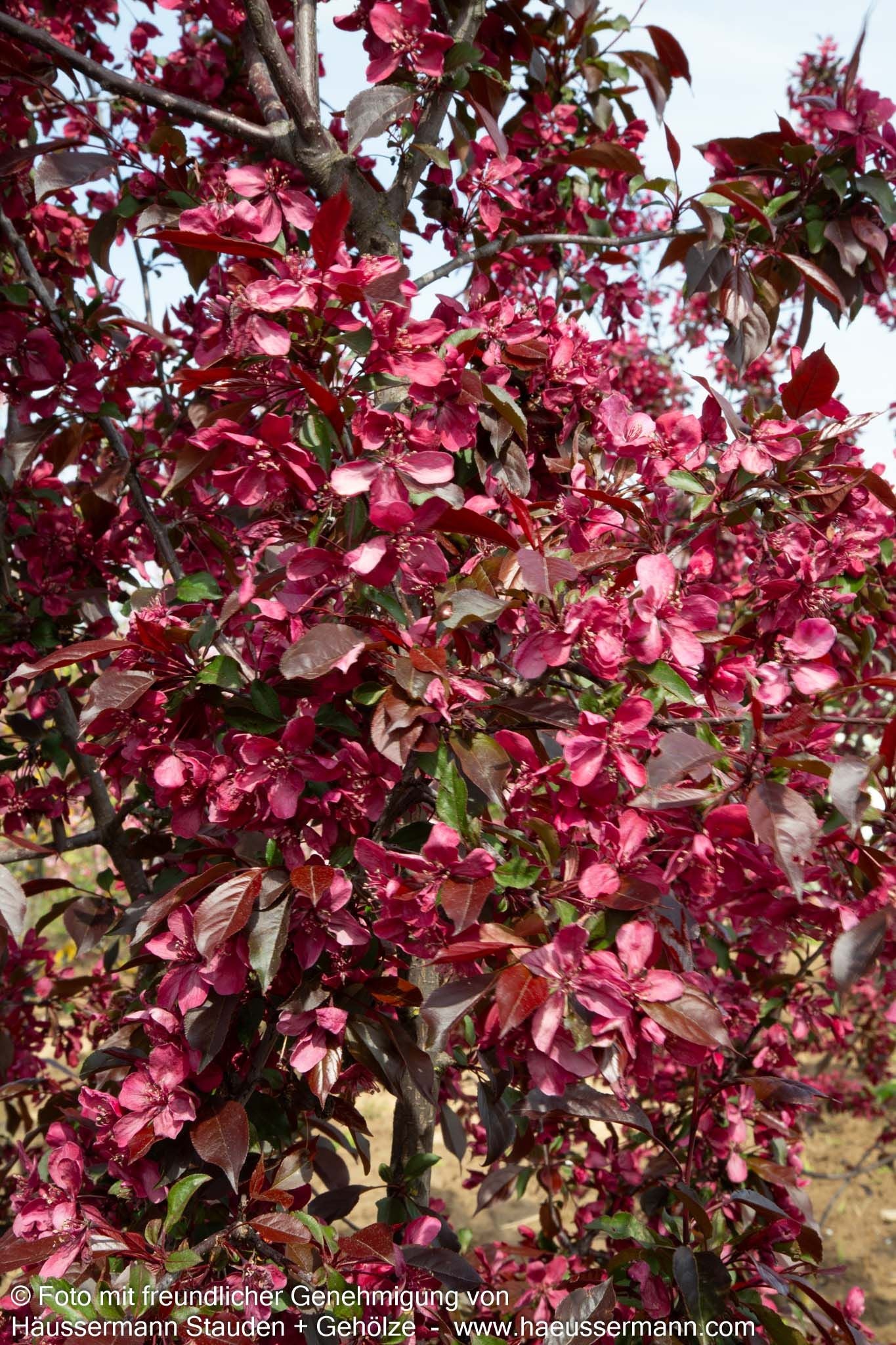 Zier-Apfel 'Royalty' (Malus x cult.)