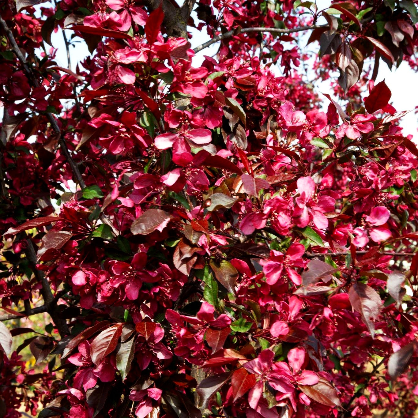 Zier-Apfel 'Royalty' (Malus x cult.)