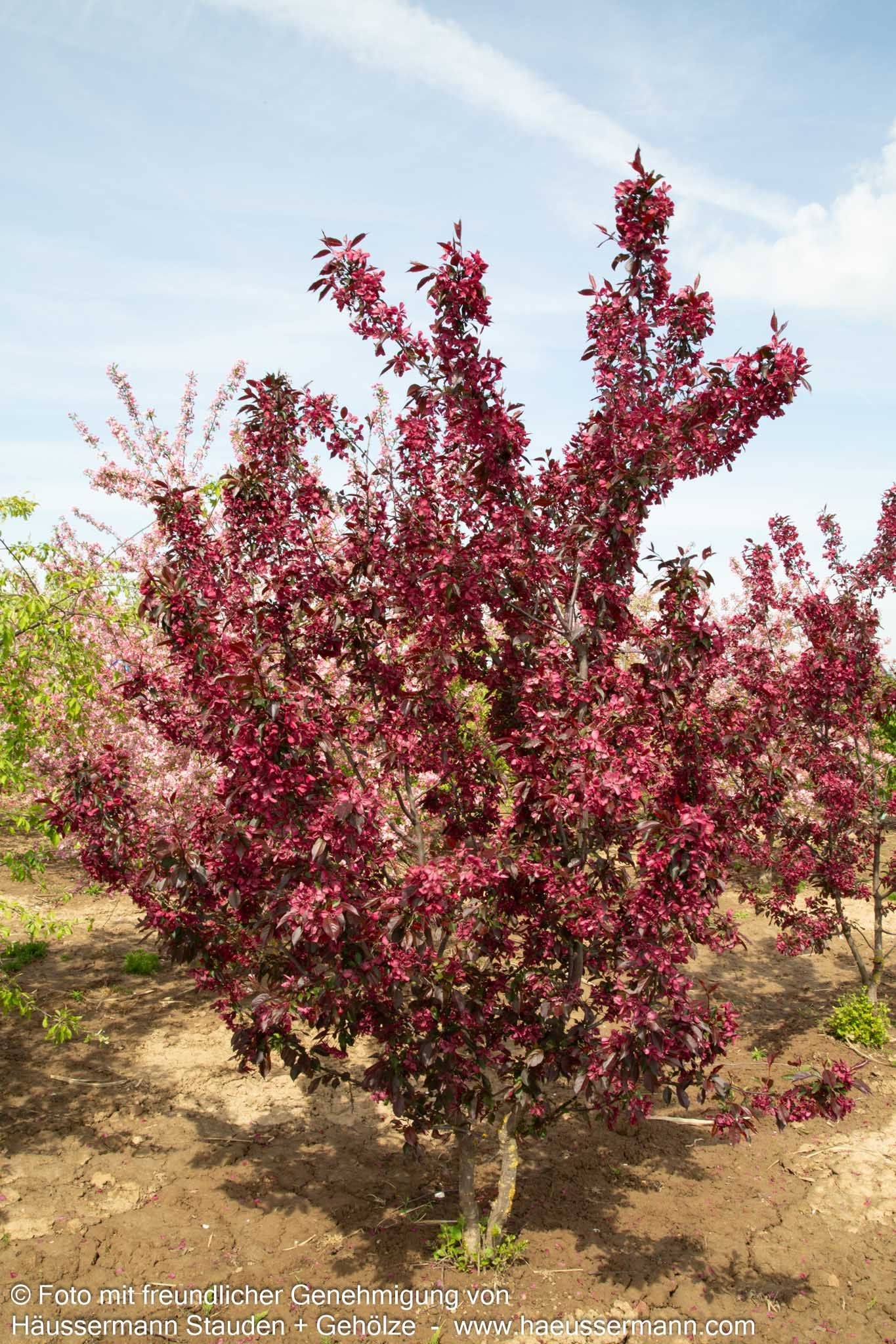 Zier-Apfel 'Royalty' (Malus x cult.)