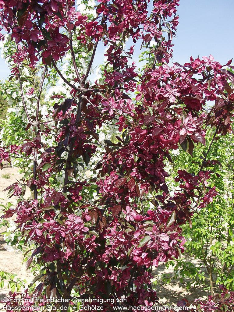 Zier-Apfel 'Royalty' (Malus x cult.)