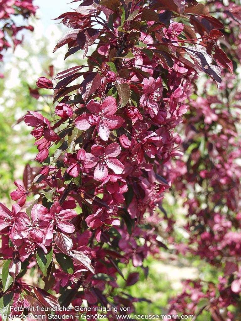 Zier-Apfel 'Royalty' (Malus x cult.)