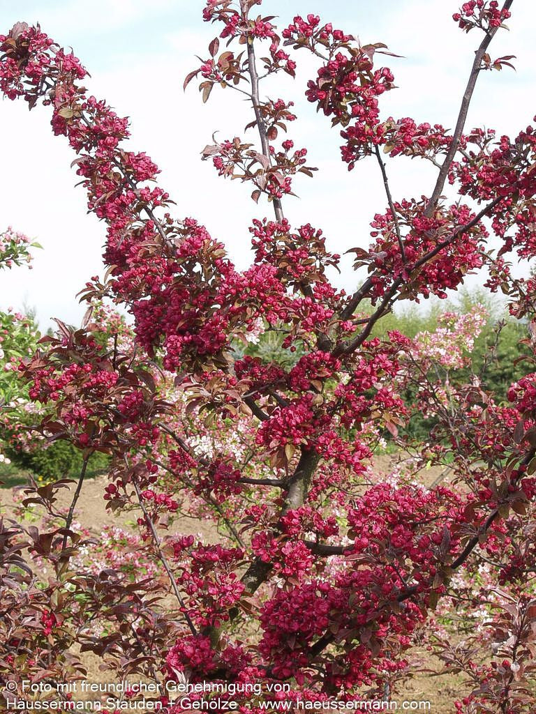 Zier-Apfel 'Royalty' (Malus x cult.)
